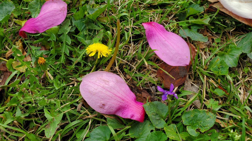 spring natural flower petals on grass