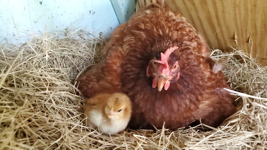 mama hen and chick