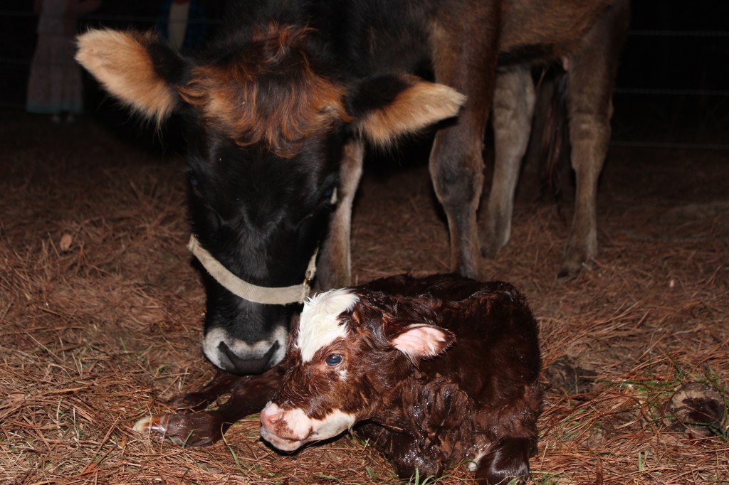 Daisy a jersey cow with her first calf